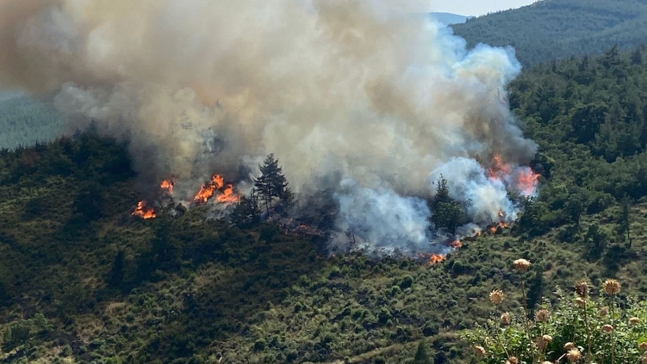 Çıkan orman yangını kontrol altına alındı
