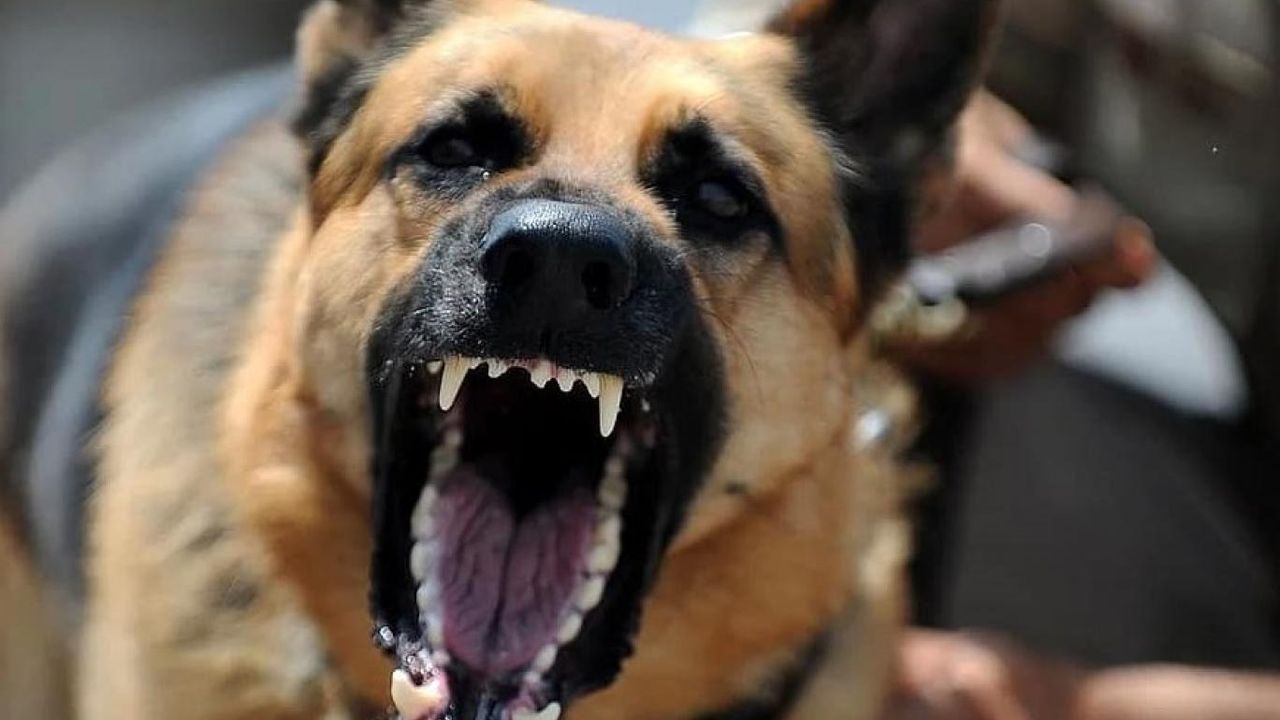 Başıboş köpekler toplum sağlığı için büyük bir tehdit barındırıyor