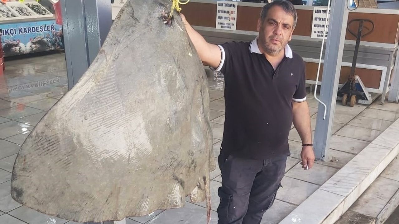 120 kilogramlık vatoz balıkçıların ağına takıldı