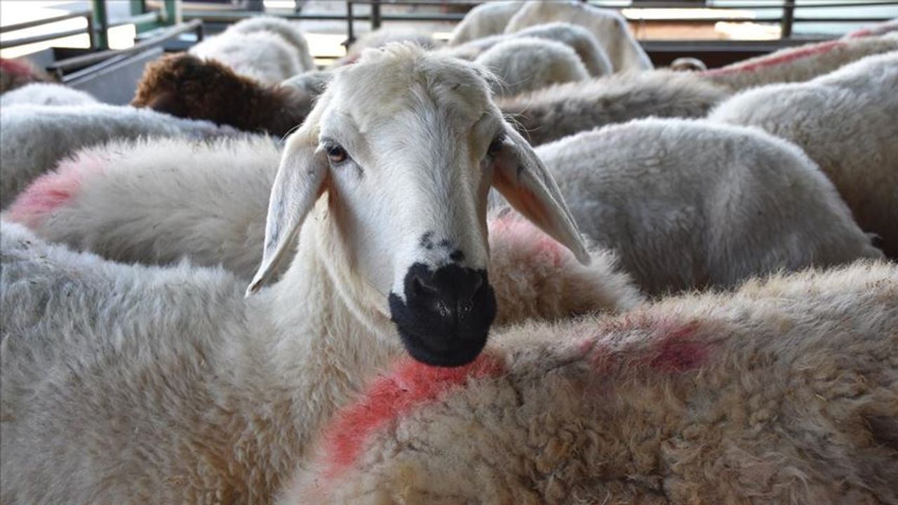4 koyunun kurtların saldırısına uğradığı iddiası