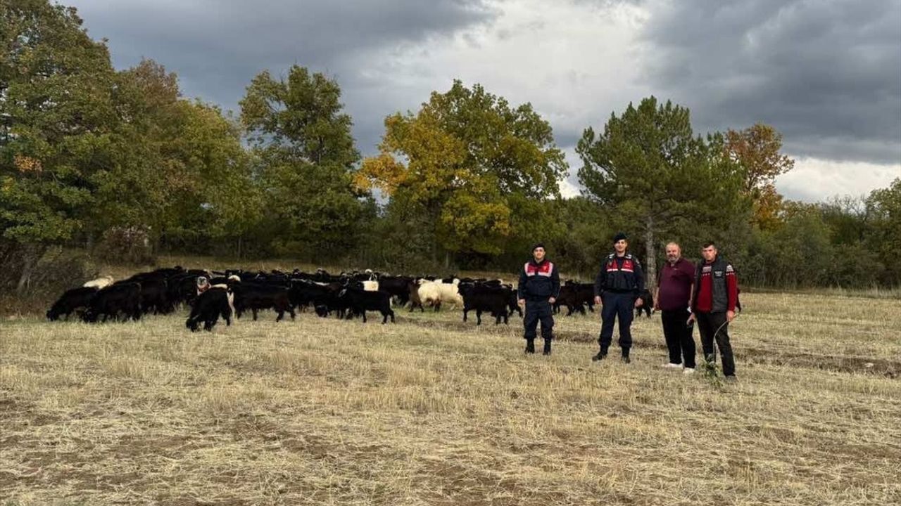 Kütahya'da kaybolan keçileri jandarma buldu