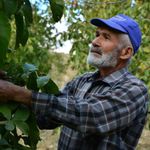 Manisa'lı Hüseyin Sönmez emeklikten sonra köyünde ceviz üretimine başladı!
