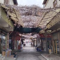 Siyaset