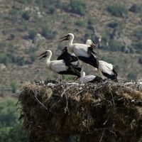 Yaşam