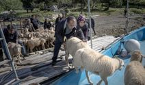 Denizli ve Dalaman Kapıdağ arasında 6 ayda bir, koyunlarla kara ve deniz yolculuğu!