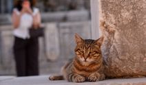 Efes Antik Kenti'ndeki Artemis Tapınağı büyük ilgi görüyor