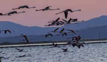 Gediz'in ev sahipliği yaptığı deltada 18 bin yavru flamingo ortalığı şenlendirdi