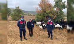 Uşak'ta çiftçinin kaybettiği keçi sürüsünü, jandarma buldu