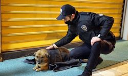 Uşak'ta polis ekipleri mama verdiği sokak hayvanlarını battaniyeye sardı