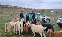 Uşak'ta jandarma ekipleri kaybolan keçileri drone ile buldu