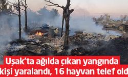 Uşak'ta ağılda çıkan yangında 1 kişi yaralandı, 16 hayvan telef oldu