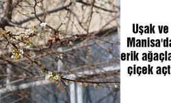Uşak ve Manisa'da erik ağaçları çiçek açtı