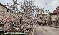 Afyonkarahisar'da Ağaçlar Çiçek Açtı