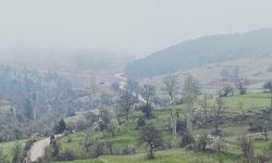 Murat Dağı mücadelesine destek veren ESÇEVDER, zeytinlikler için çağrıda bulundu
