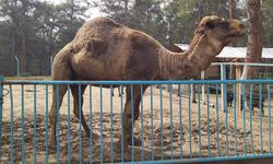 Hayvanat bahçesindeki deve çocuğu boynundan yakaladı