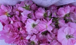 Isparta'da gül çiçeğinin alım fiyatı yükseldi