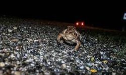 Kütahya'da kurbağalar kara yolundan gölete ulaşıyor