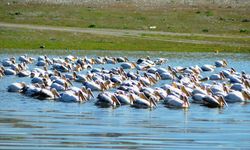 Porsuk Baraj Gölü Pelikanları Ağırlıyor
