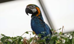 Doğal Yaşam Parkı'nın renkli papağanları