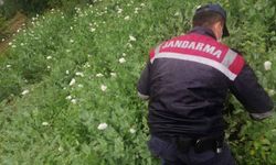 Afyonkarahisar'da yasa dışı haşhaş ekimi yapan 3 kişiye adli işlem uygulandı