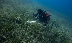 Ege Denizi'nde akademisyenler deniz çayırlarının ekolojik durumunu inceliyor