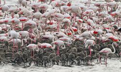 Gediz Deltası'nda binlerce flamingo yumurtadan çıktı
