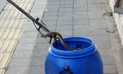 İş yerinde yakalanan yılan doğaya bırakıldı