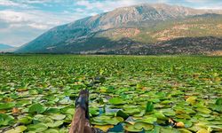 Nilüferlerle kaplı Işıklı Gölü, Çivril'in yeni turizm destinasyonu olma yolunda