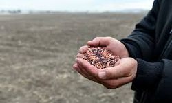 Çiftçilere, Macar fiği tohumu desteği verilecek
