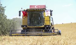 Uşak'ta 70 bin hektar alanda buğday hasadı başladı
