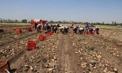 Sandıklı'da yazlık patates hasadı başladı