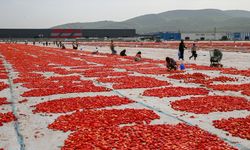 Aşırı sıcaklar Ege ovalarındaki domates mesaisini erken bitirecek