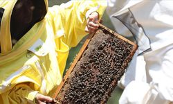 Arı yetiştiricilerine iklim değişikliğine karşı alternatif ürünlere yönelme önerisi