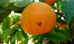 Narenciye üreticisine Akdeniz meyve sineğine karşı tuzak desteği