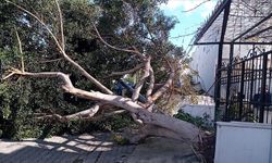 Alaşehir'de fırtına nedeniyle ağaçlar devrildi