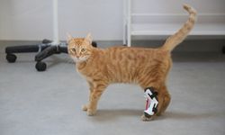 Yürüyemeyen kediye 3 boyutlu yazıcıyla ortez yapıldı