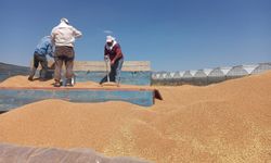 Sandıklı'da TMO arpa ve buğday alımına devam ediyor