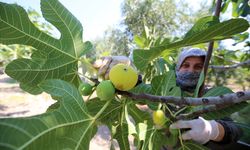 Aşırı sıcakların etkili olduğu Aydın'da taze incir rekoltesinde düşüş bekleniyor
