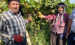 Düzensiz yağış nedeniyle Alaşehir'de üzüm bağlarını "mildiyö" sardı