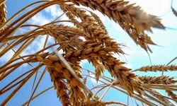 Uşak Ticaret Borsası'nda  makarnalık buğday  6 lira 70 kuruş