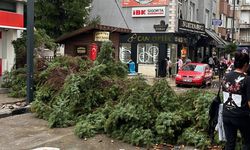 Uşak'ta yağmur ve fırtına nedeniyle merkezdeki ağaç devrildi