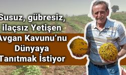 Susuz, gübresiz, ilaçsız Yetişen Avgan Kavunu’nu Dünyaya Tanıtmak İstiyor