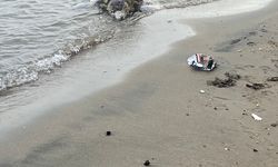 Ölü caretta caretta kıyıya vurdu