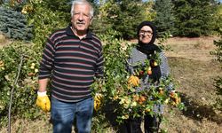 Emekli öğretmen çift, hünnap üretimini yaygınlaştırmaya çalışıyor