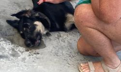 3 köpeğin zehirlenerek öldürüldüğü iddiası