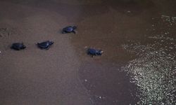 35 bin caretta caretta mavi sularla buluştu