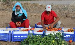 Güz domatesi hasadına başlandı