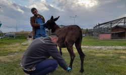 Sahipsiz yaralı eşek koruma altına alındı