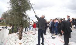 9. Zeytin Hasat Şenliği başladı