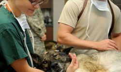 Veteriner işleri personeline hayvan psikolojisi eğitimi
